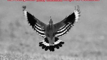 HZ Süleyman (a.s) Hüdhüd Kuşu ve Besmele